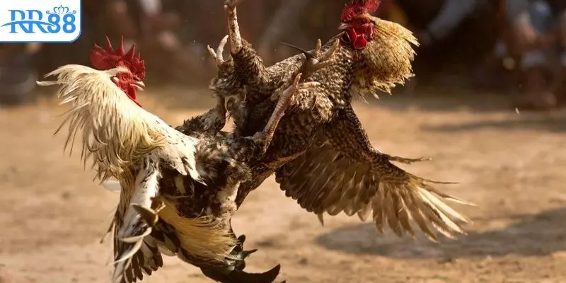 Chiến kê được gắn một chiếc cựa bằng sắt vào chân