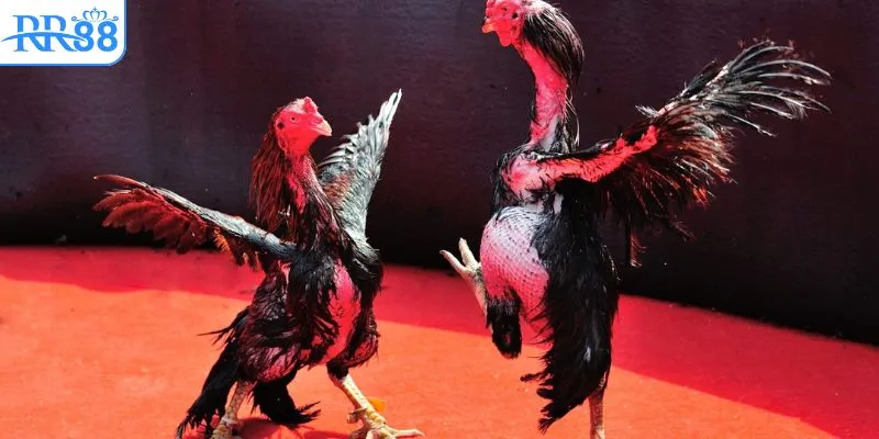 Ưu điểm nổi bật khi theo dõi đá gà tại RR88