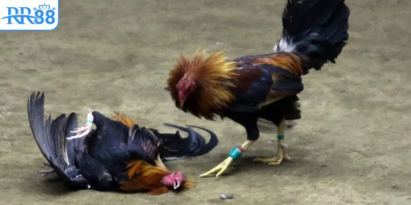 Những ưu điểm làm nên tên tuổi sảnh đá gà