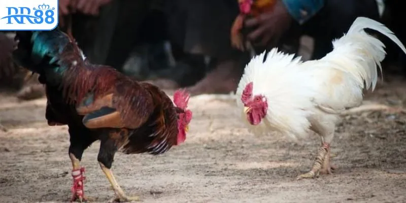 Đôi nét tìm hiểu chung về clip đá gà Thomo