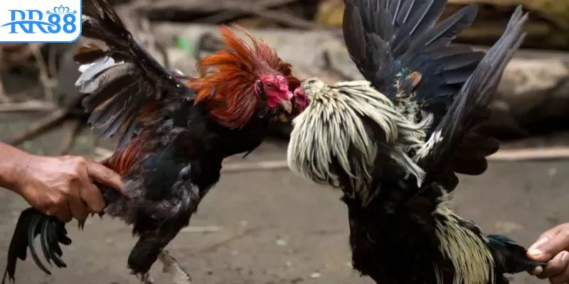 Khám phá địa chỉ xem đá gà Thomo online chất lượng